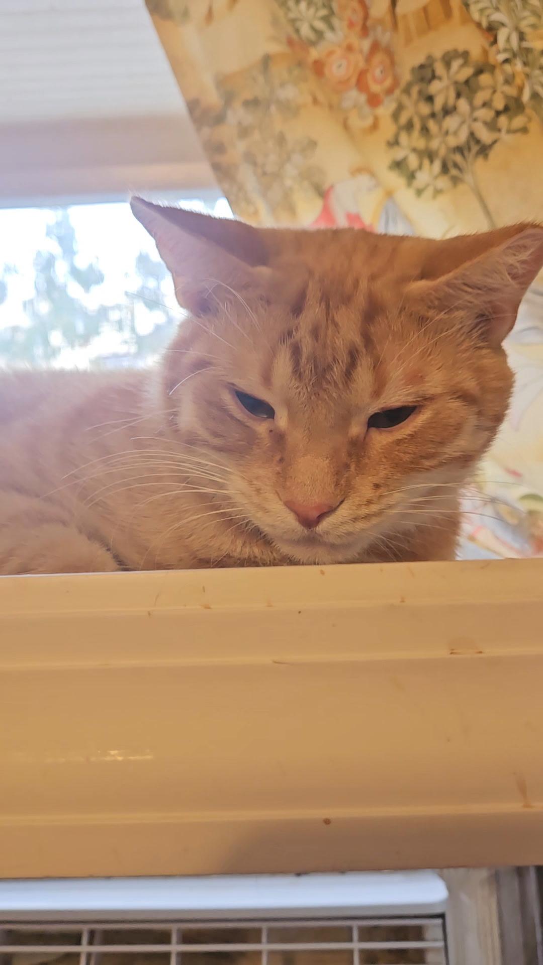 Enlarge ACHILLES N. - GENTLE BOY, a Adoptable Domestic Short Hair in New York, NY image 5/6