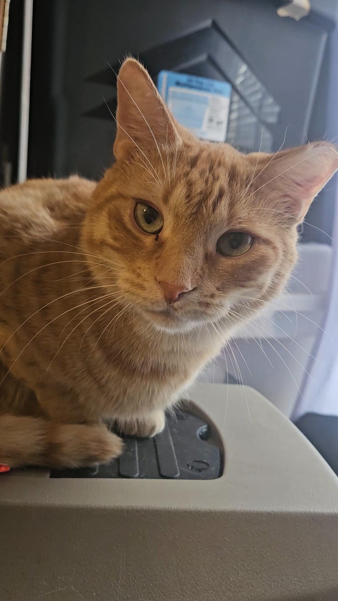 Enlarge ACHILLES N. - GENTLE BOY, a Adoptable Domestic Short Hair in New York, NY image 6/6