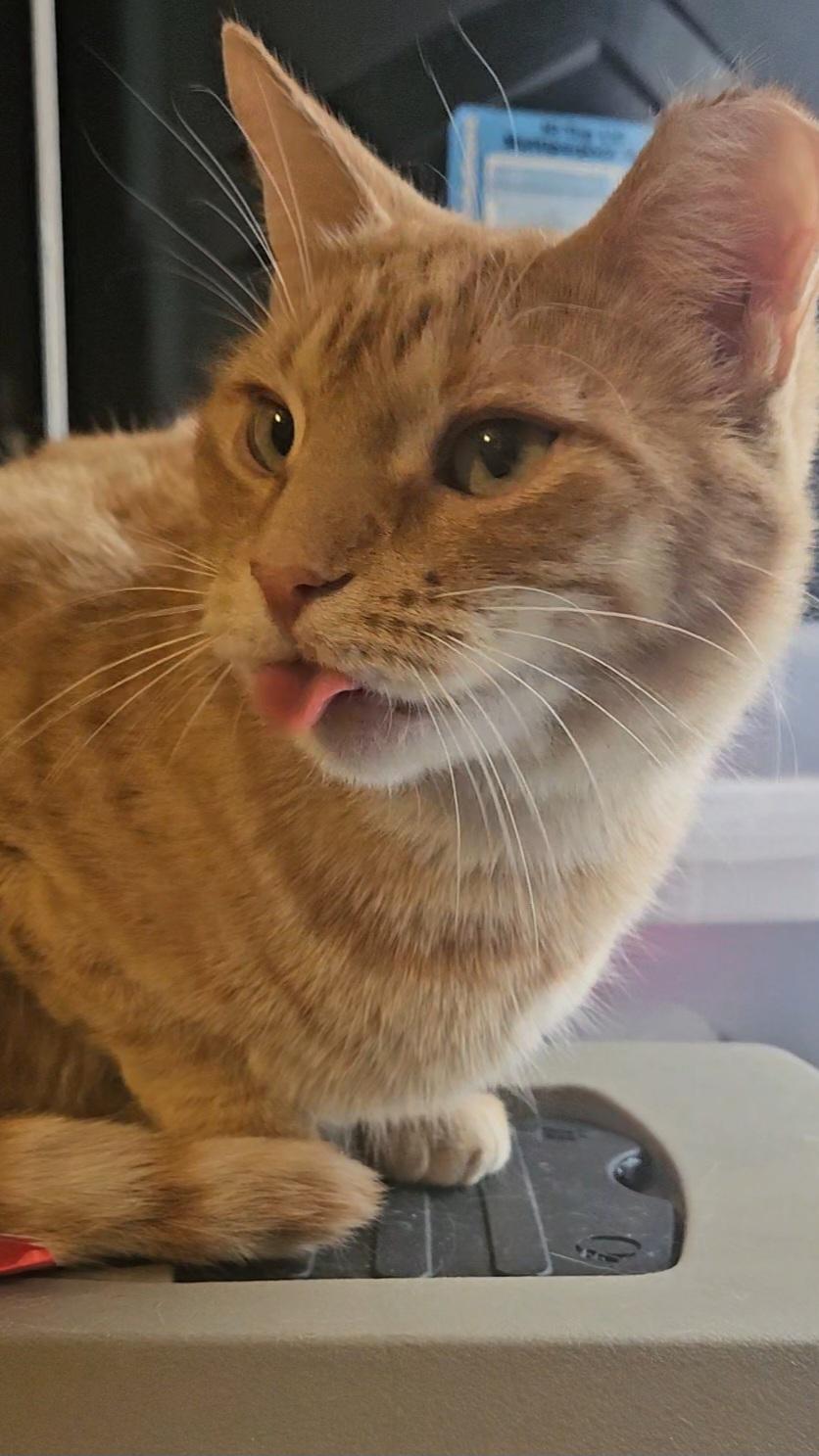 ACHILLES N. - GENTLE BOY, Adoptable, Adult Male Domestic Short Hair.