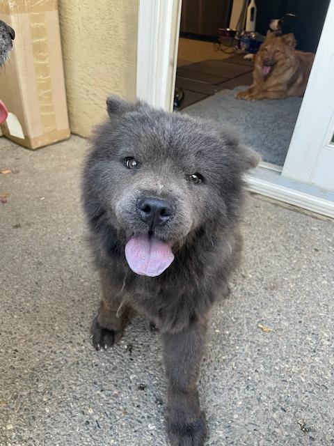 Ming!, a Adoptable Chow Chow in Sacramento, CA image 1/6