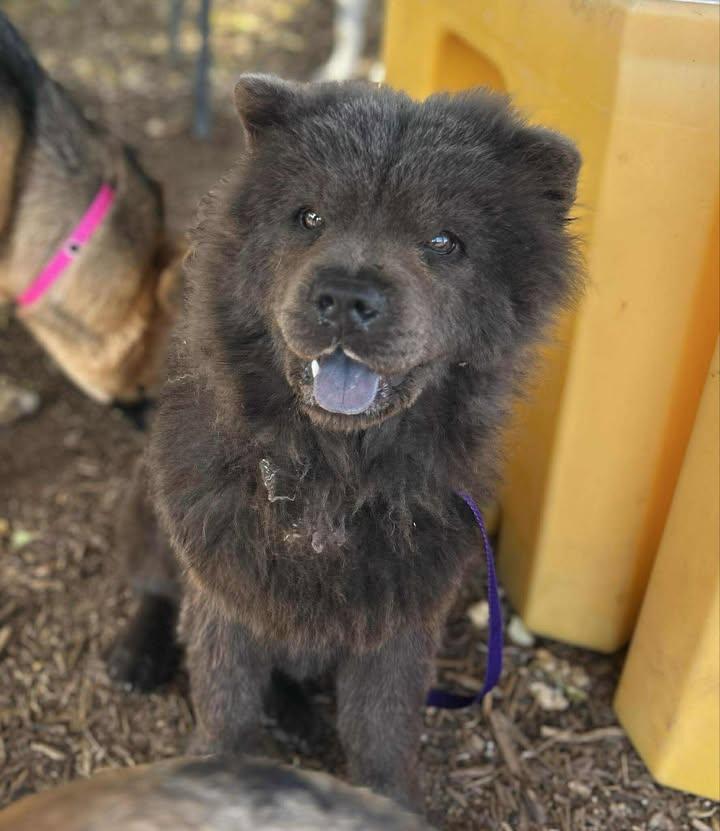 Ming!, Adoptable, Young Female Chow Chow.