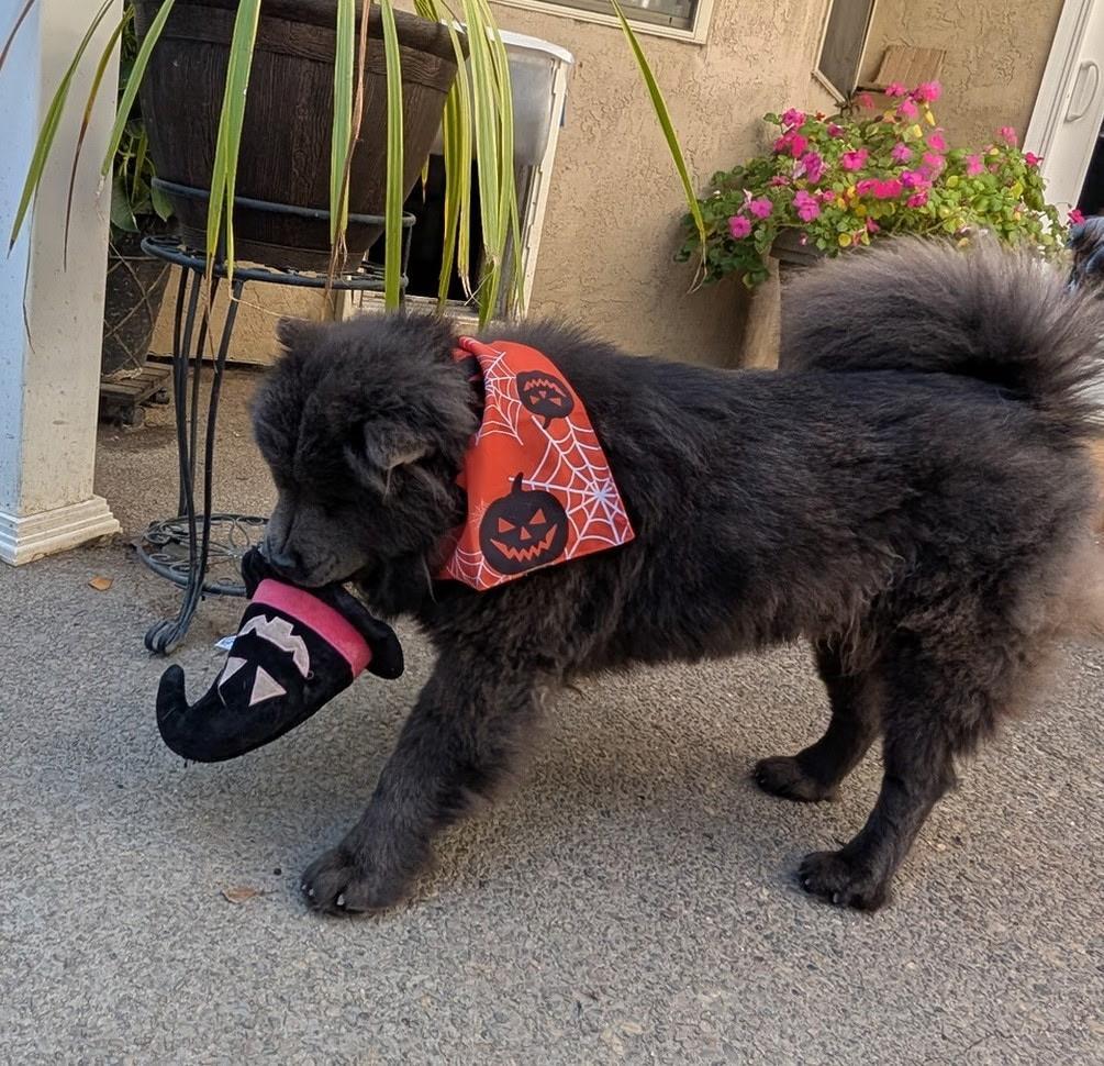 Ming!, a Adoptable Chow Chow in Sacramento, CA image 4/6