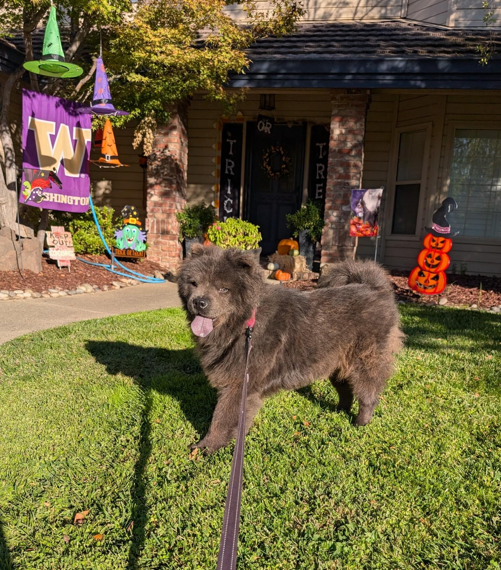 Ming!, a Adoptable Chow Chow in Sacramento, CA image 2/6
