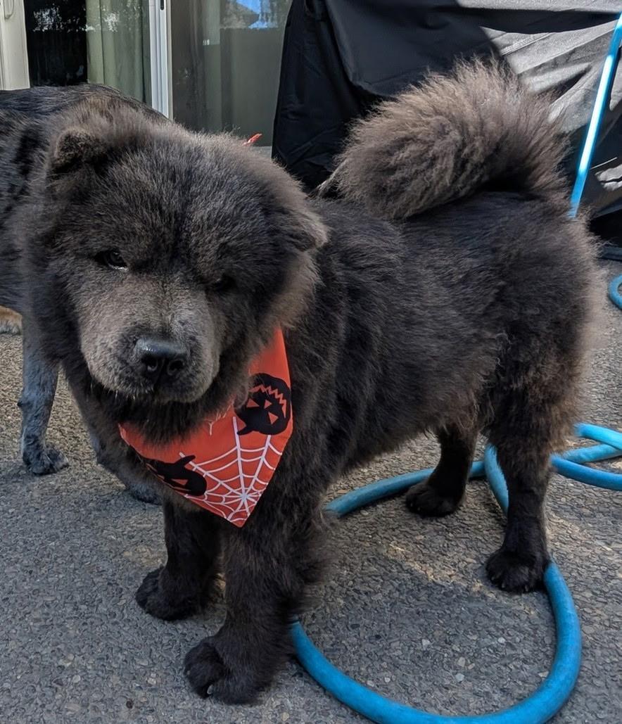 Ming!, a Adoptable Chow Chow in Sacramento, CA image 5/6