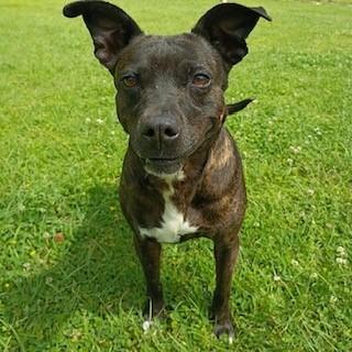 Shadow, Adoptable, Senior Female Pit Bull Terrier & Mixed Breed.