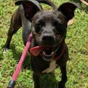 Shadow, a Adoptable mixed breed in Tyler, TX image 2/4
