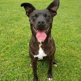 Shadow, a Adoptable mixed breed in Tyler, TX image 3/4