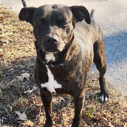 Shadow, a Adoptable mixed breed in Tyler, TX image 4/4