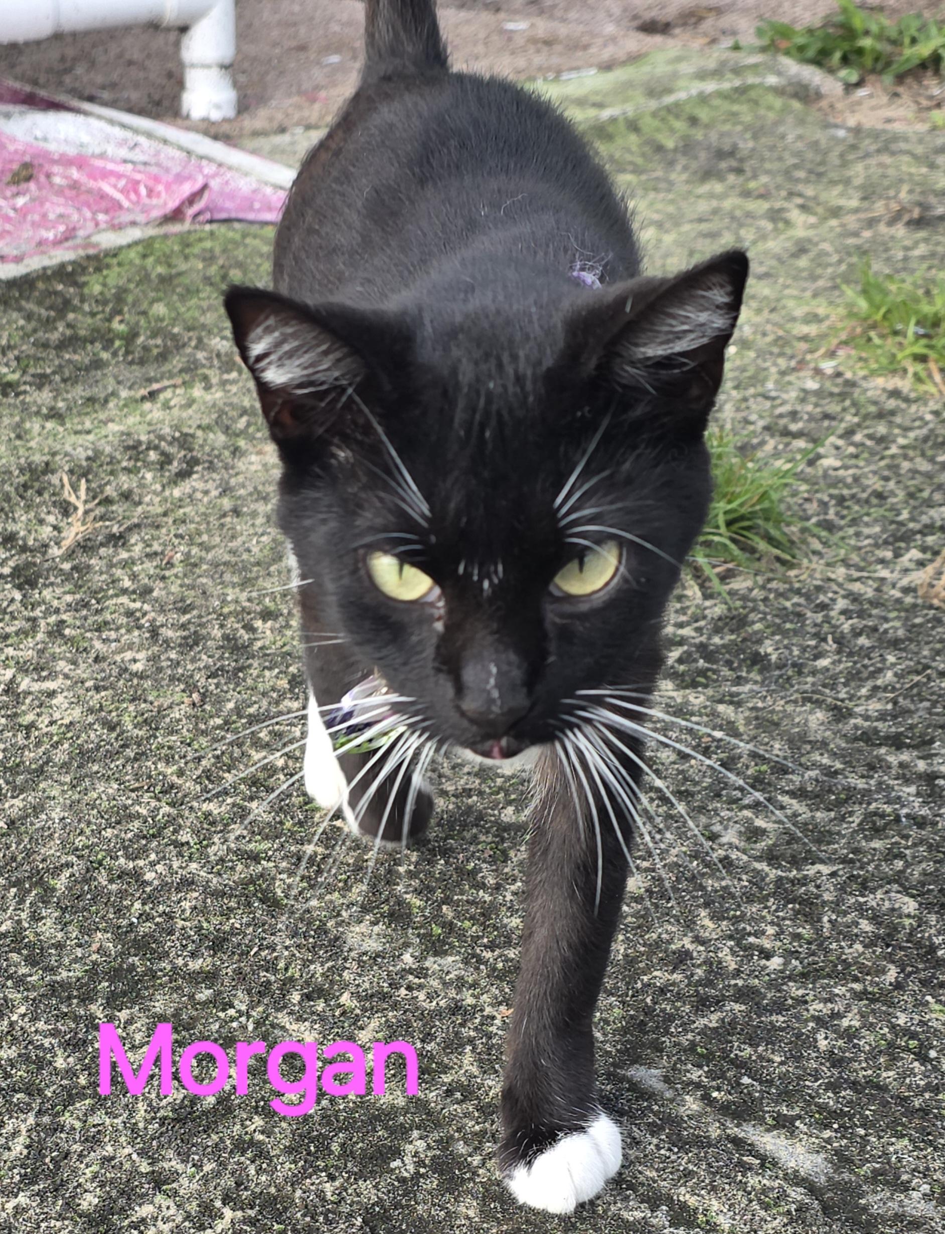 Morgan, Adoptable, Young Female Tuxedo.