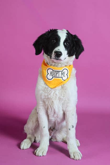 Desoto(91972), ADOPTABLE, Young Male Mixed Breed.