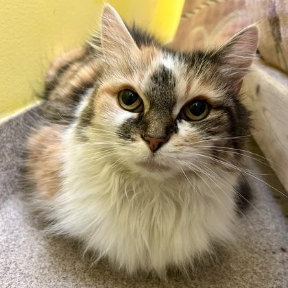 Enlarge Margarita, a Adoptable mixed breed in East Montpelier, VT image 1/1