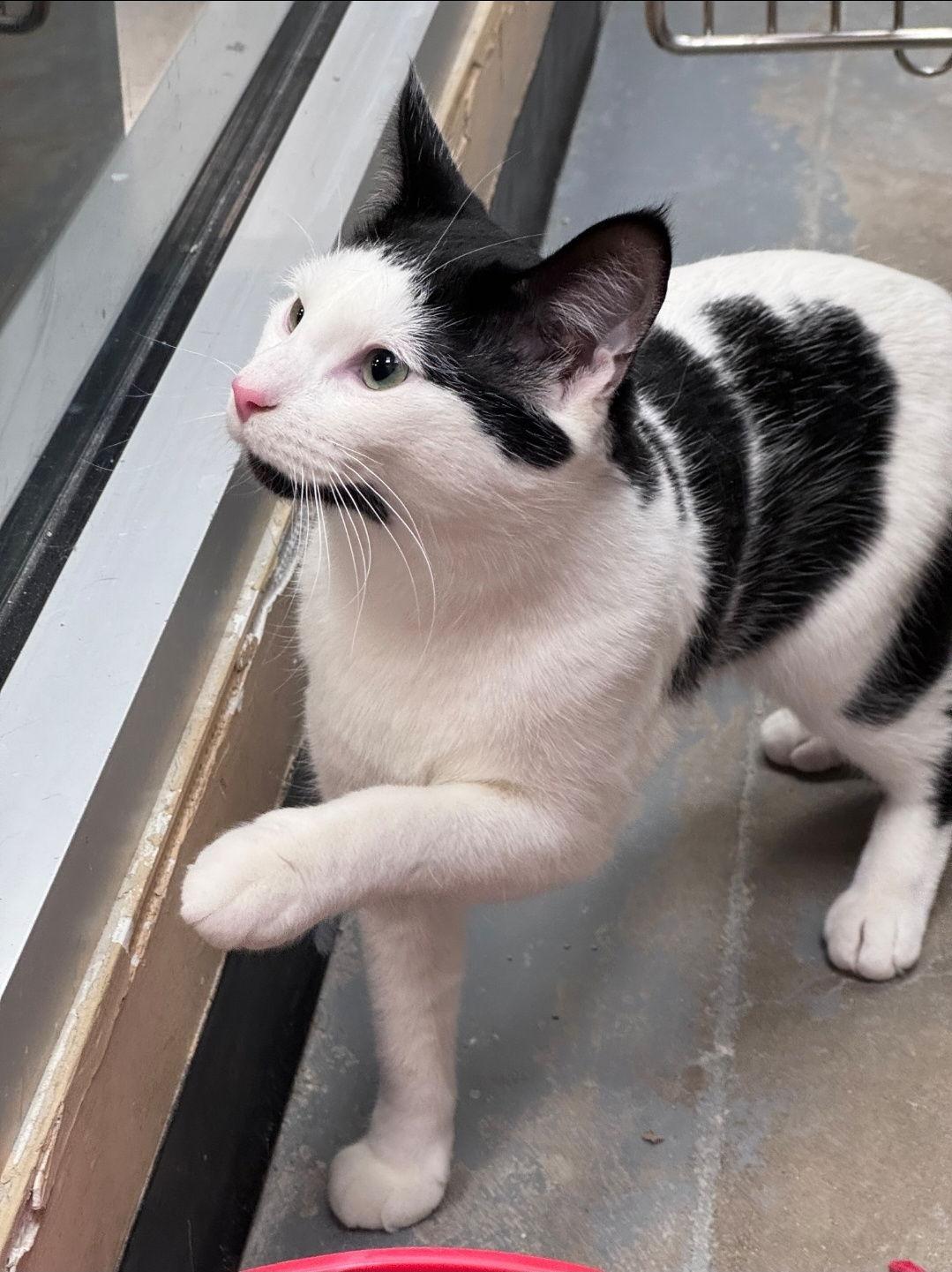 Elaino, Adoptable, Adult Male Domestic Short Hair.