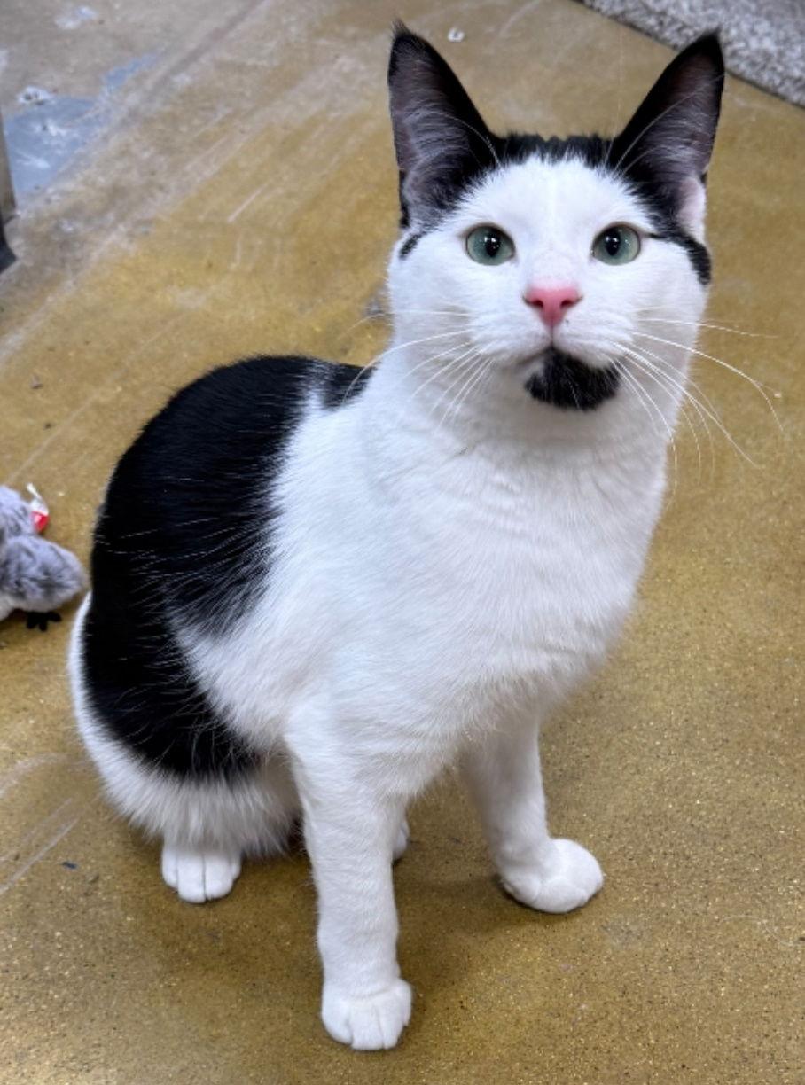 Elaino, a Adoptable Domestic Short Hair in Wheaton, IL image 2/3