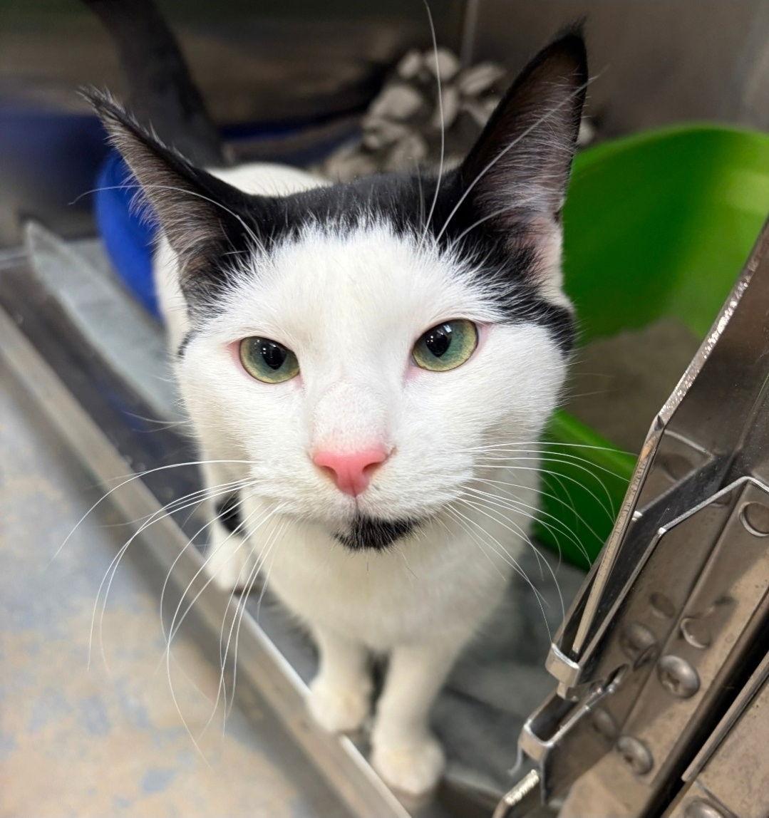 Elaino, a Adoptable Domestic Short Hair in Wheaton, IL image 3/3