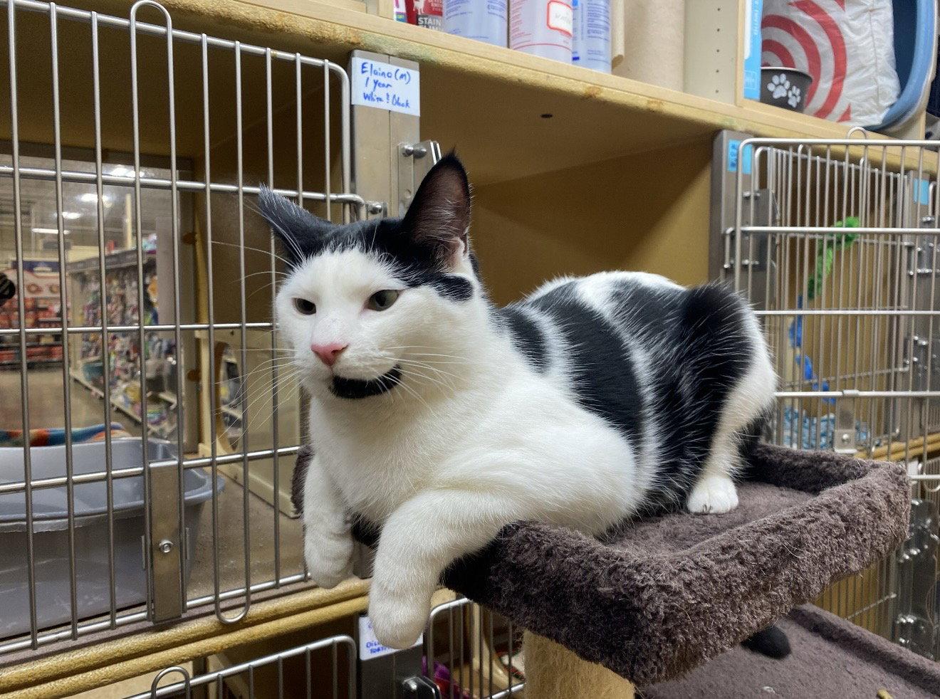 Enlarge Elaino, a Adoptable Domestic Short Hair in Wheaton, IL image 3/3