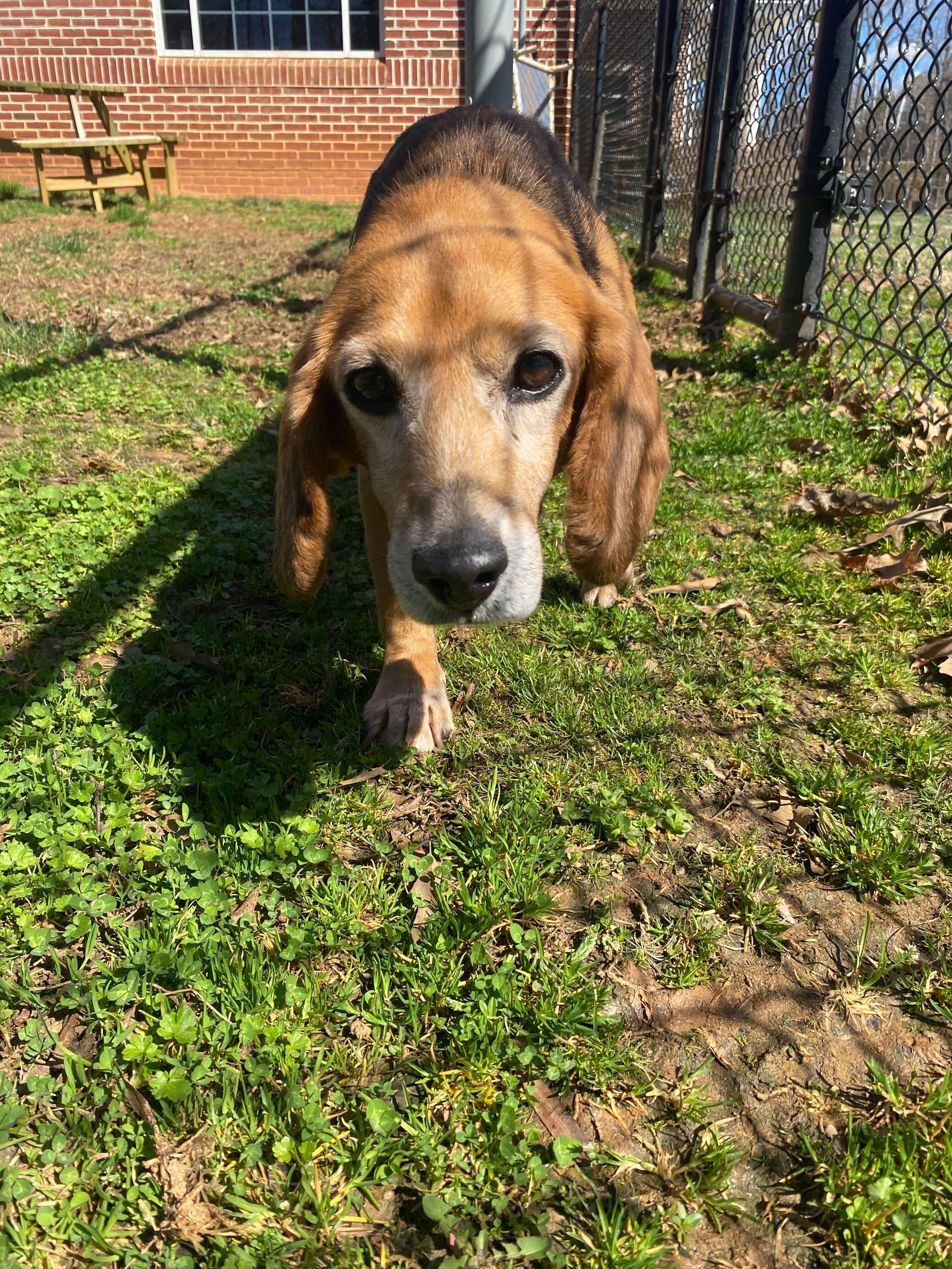 Enlarge Bubba, a ADOPTABLE Beagle in Maidens, VA image 2/4