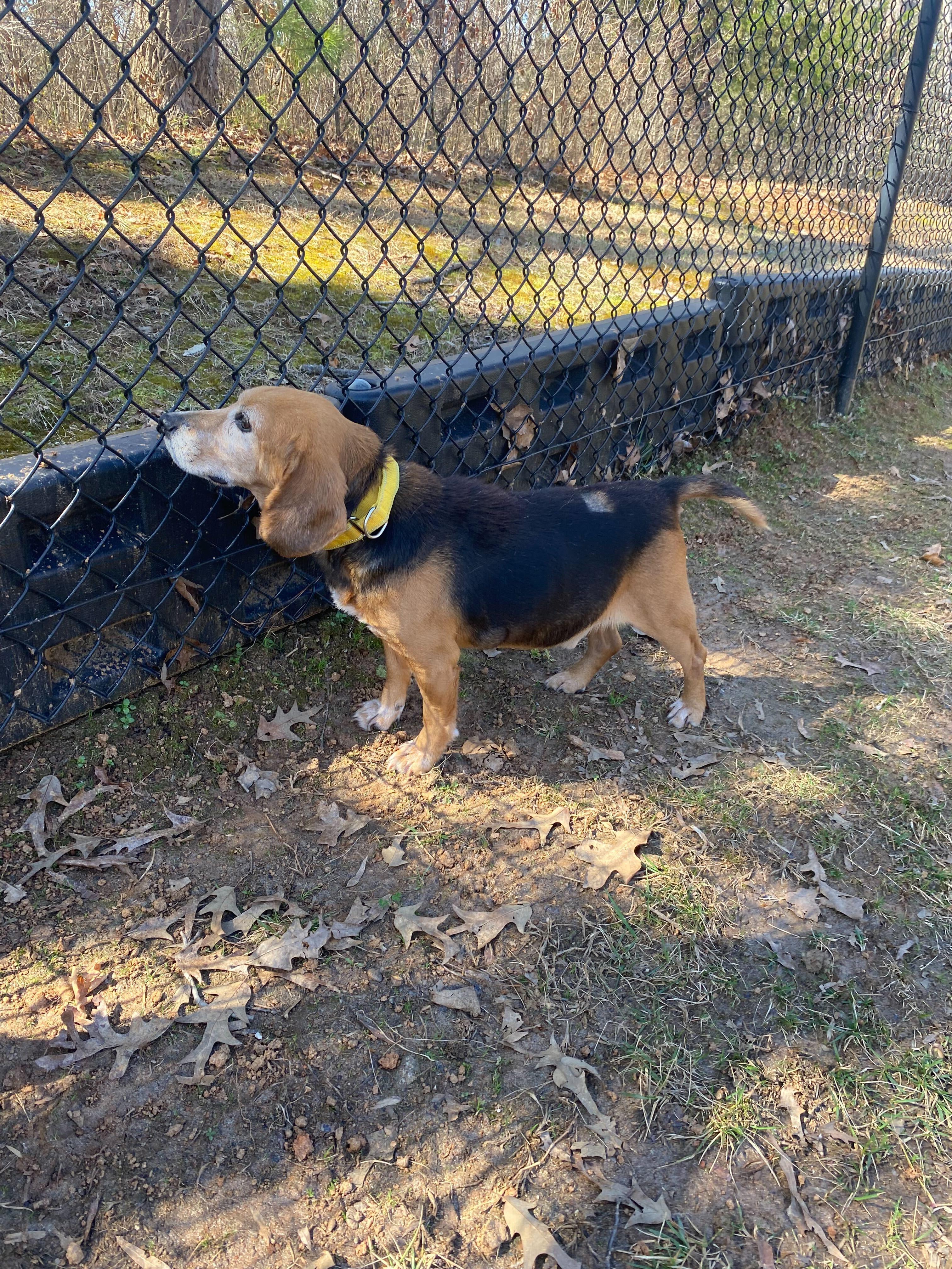 Enlarge Bubba, a ADOPTABLE Beagle in Maidens, VA image 3/4