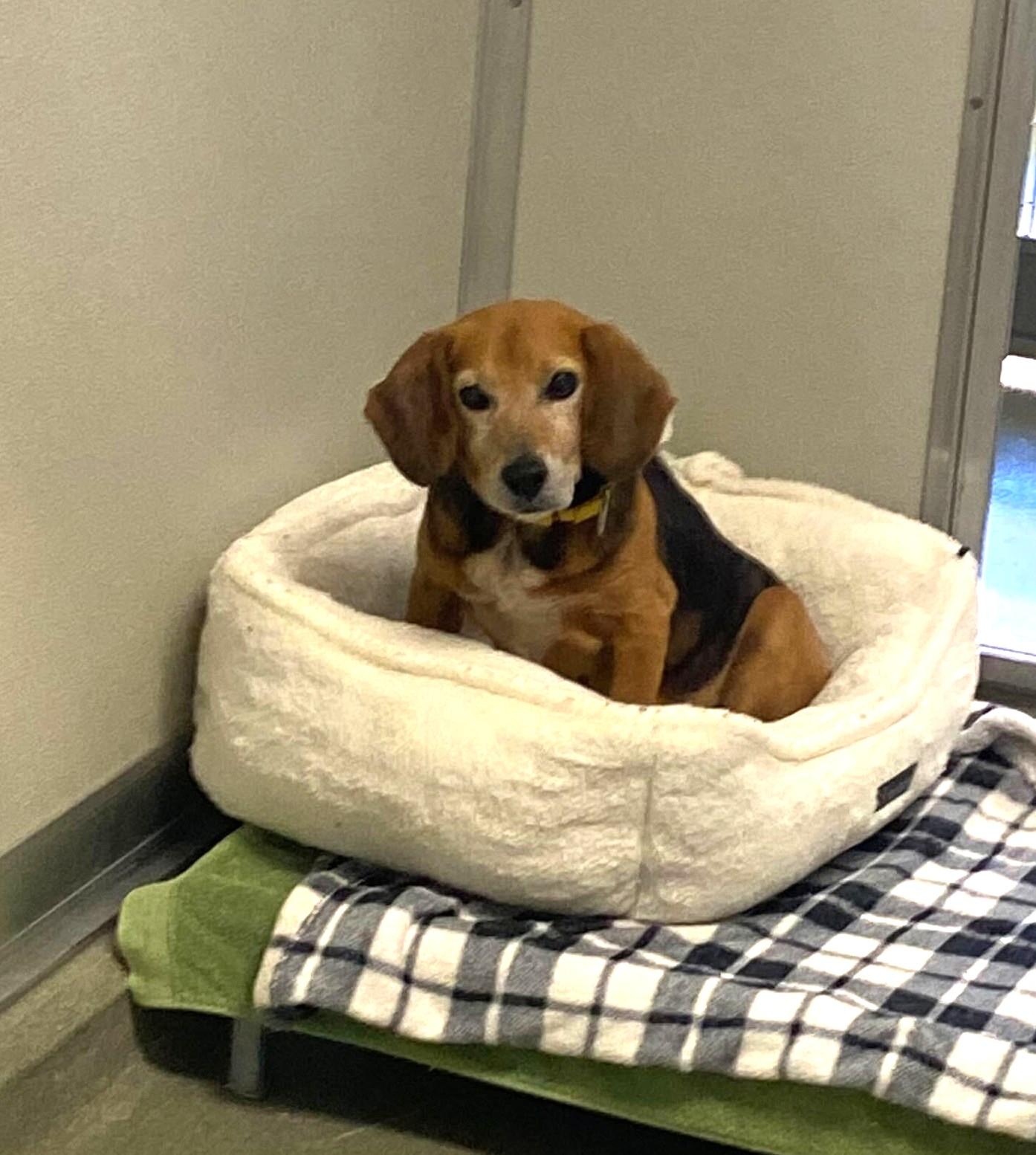 Bubba, ADOPTABLE, Senior Male Beagle.