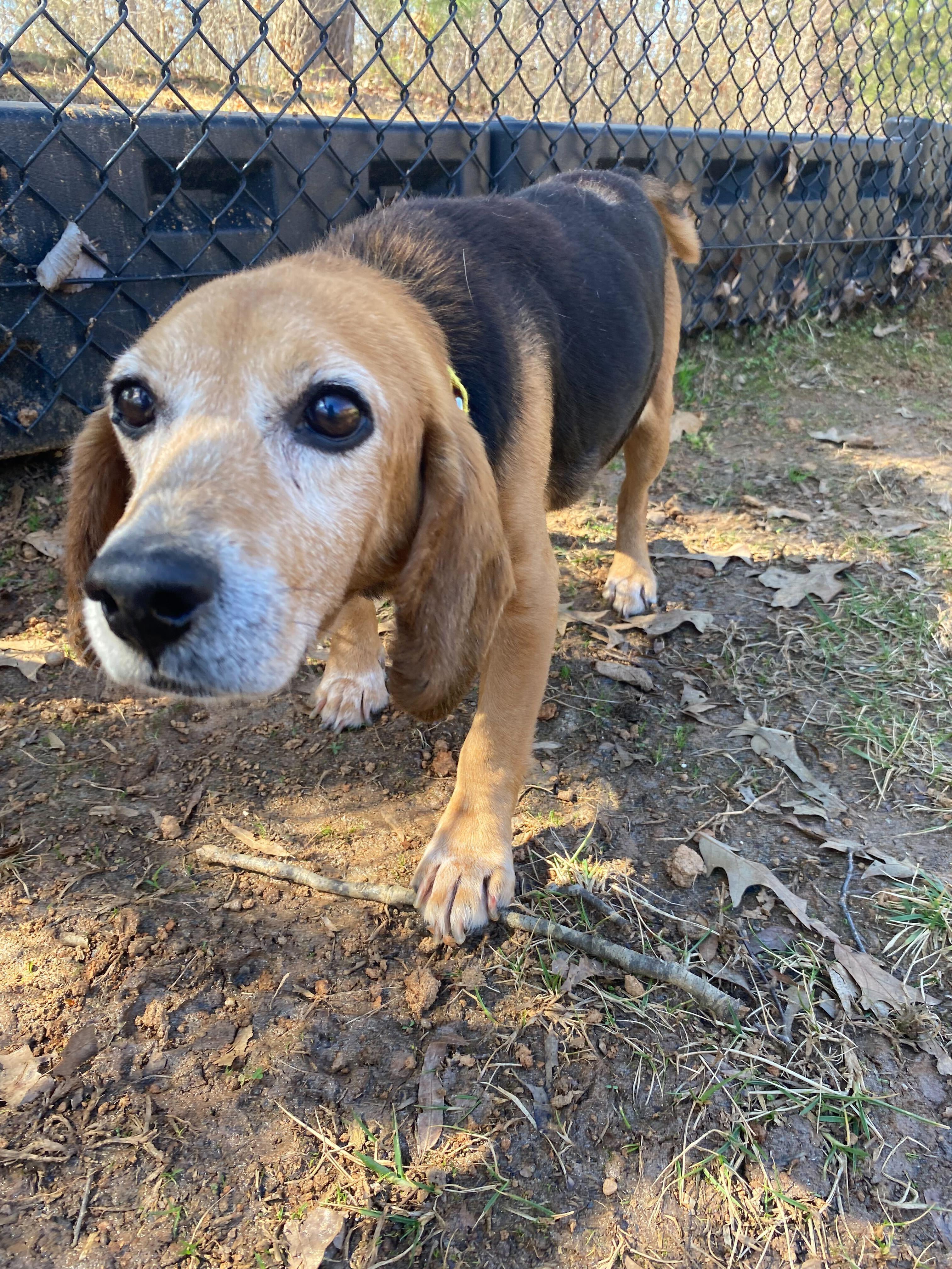 Enlarge Bubba, a ADOPTABLE Beagle in Maidens, VA image 4/4
