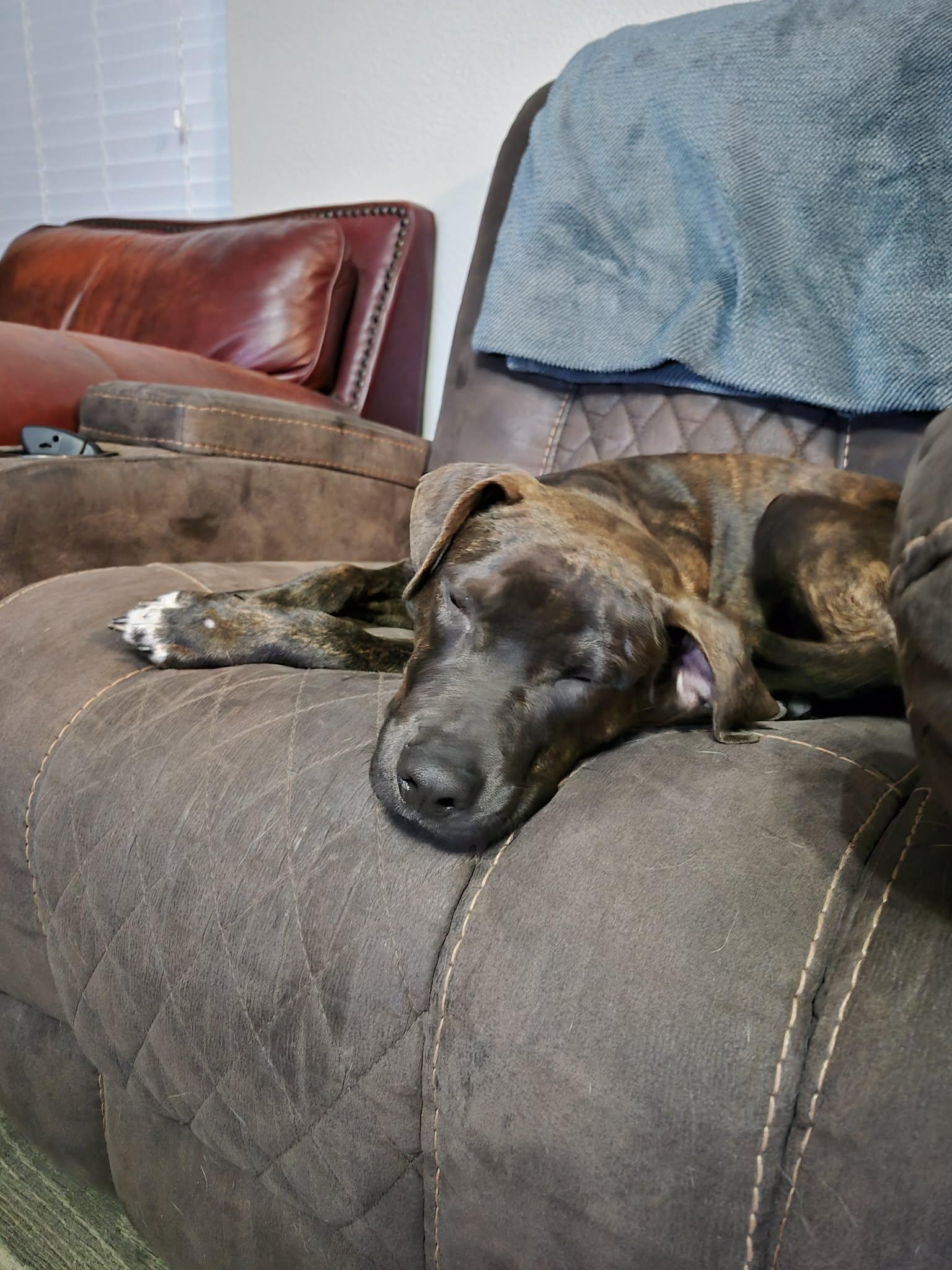Enlarge Wemby, a Adoptable American Staffordshire Terrier in Cody, WY image 2/6