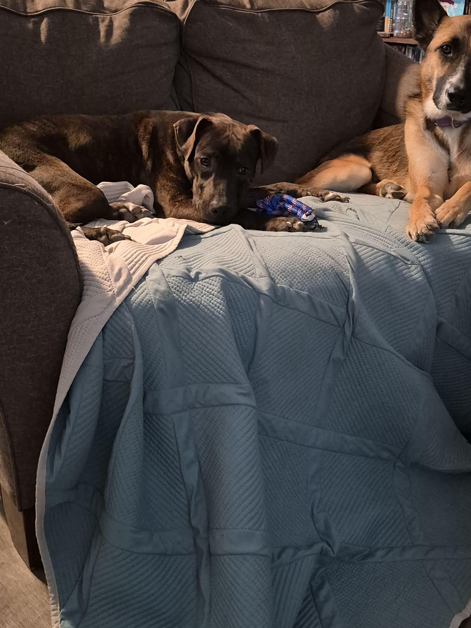 Enlarge Wemby, a Adoptable American Staffordshire Terrier in Cody, WY image 6/6