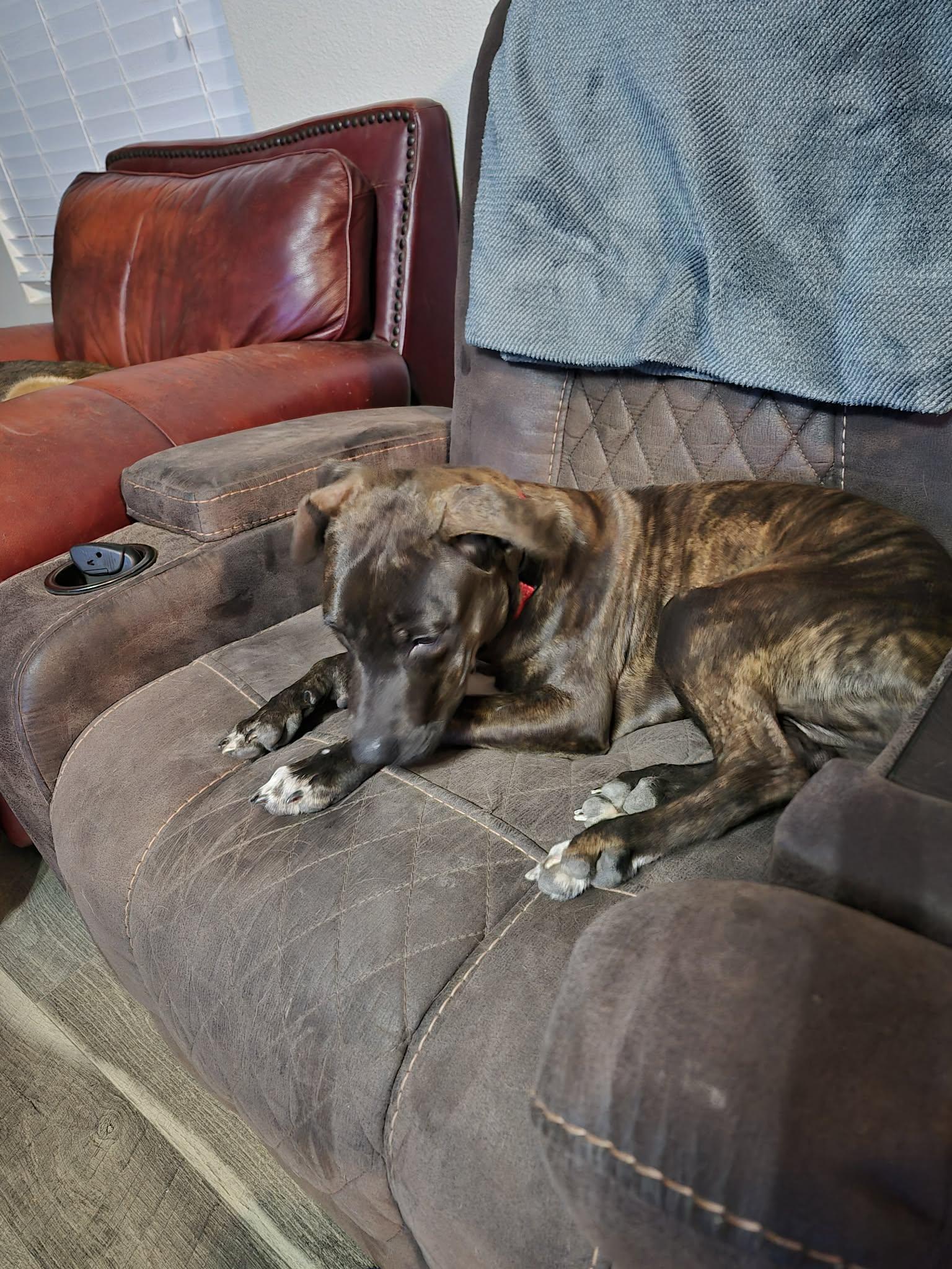 Enlarge Wemby, a Adoptable American Staffordshire Terrier in Cody, WY image 3/6