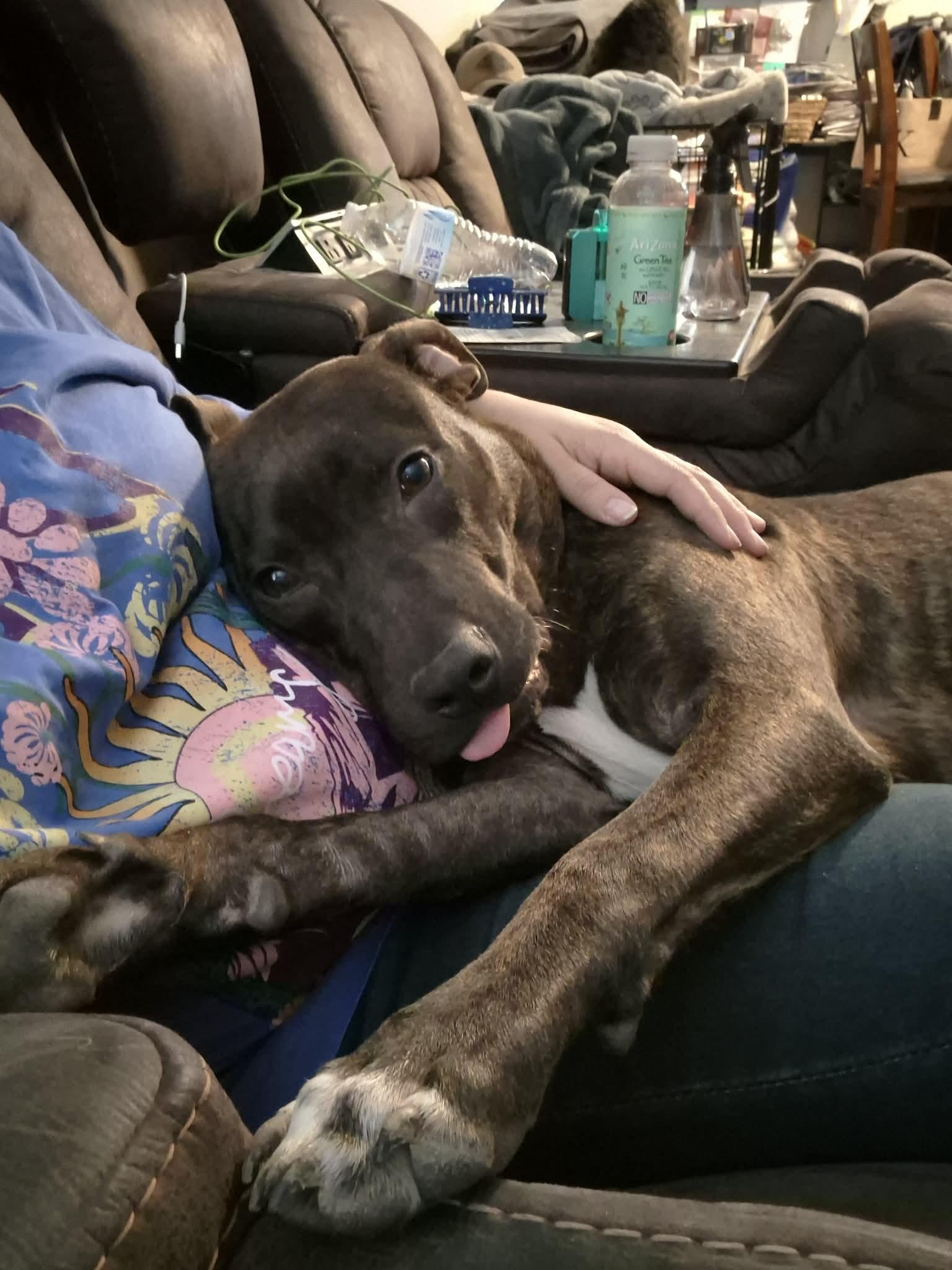 Enlarge Wemby, a Adoptable American Staffordshire Terrier in Cody, WY image 5/6