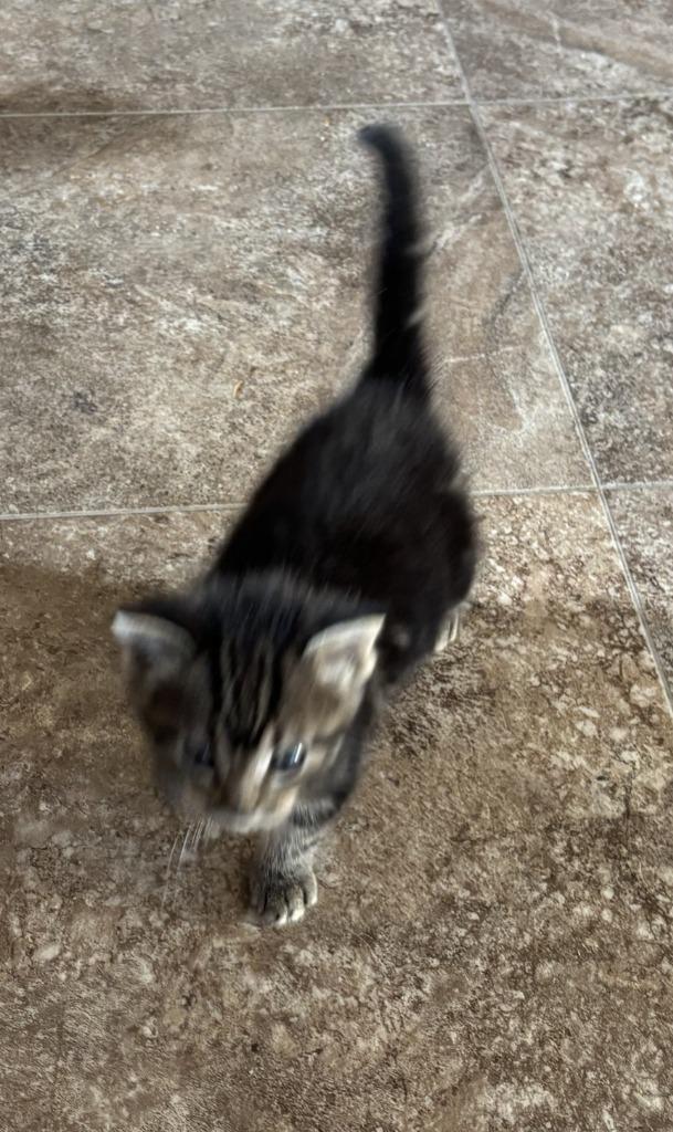 Frankie, Adoptable, Kitten Male Domestic Short Hair.