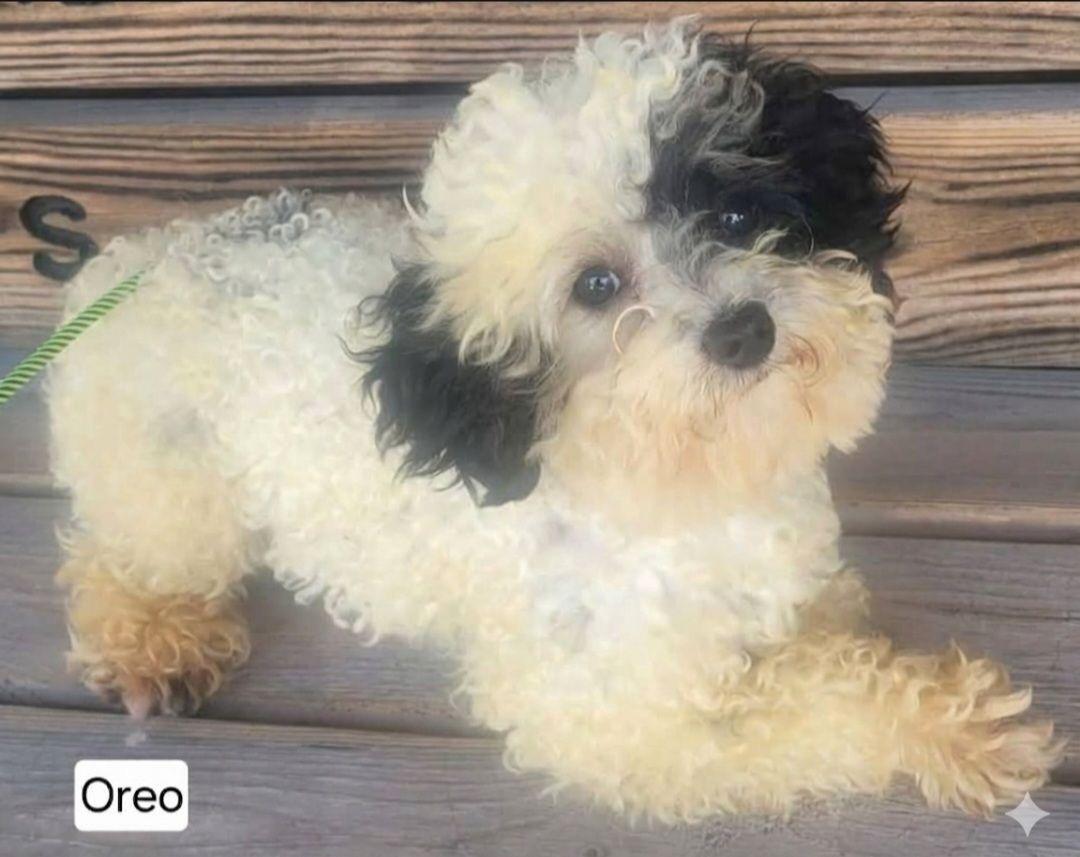 Enlarge Oreo, an adopted Miniature Poodle in St. Clairsville, OH image 2/2