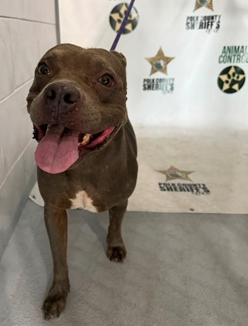 MAY, Adoptable, Adult Female American Bulldog & Mixed Breed.