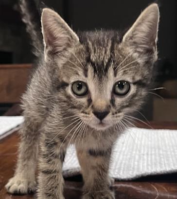 Enlarge FRED FLINSTONE, a Adoptable Domestic Short Hair in Colorado Springs, CO image 1/1
