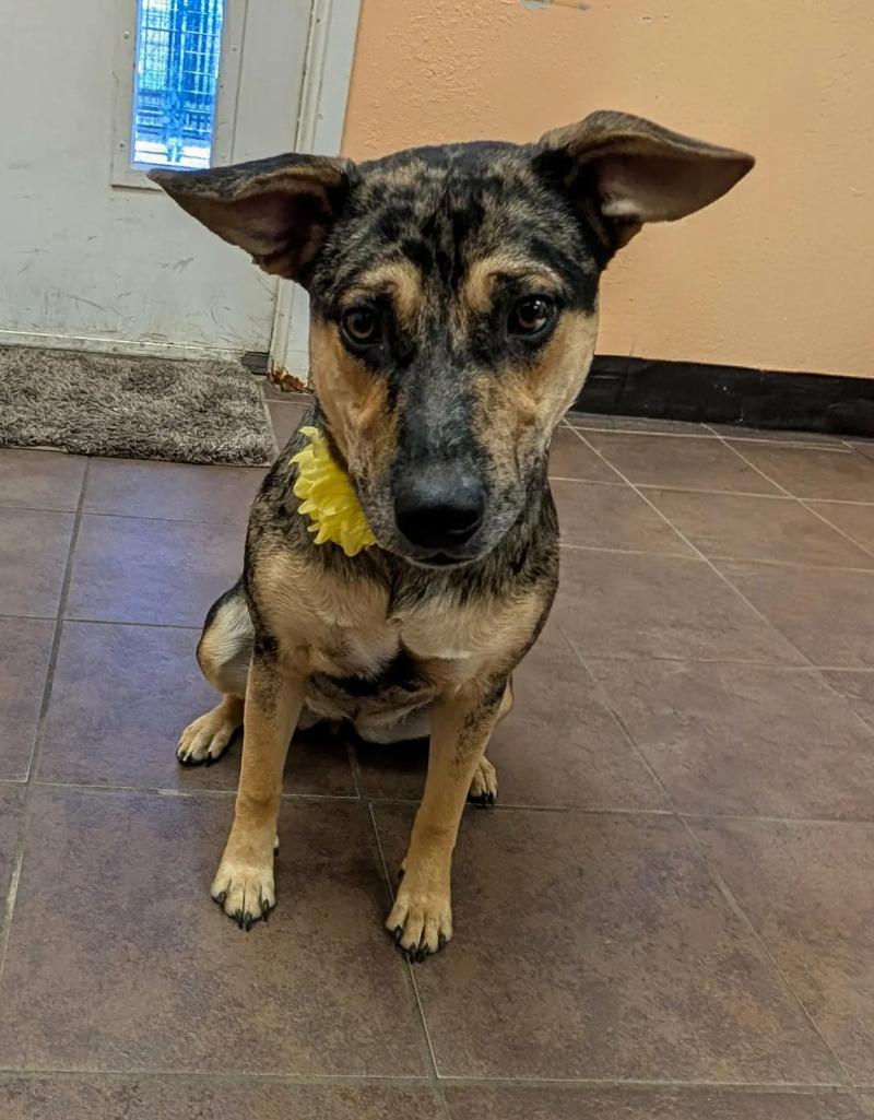 Enlarge Bindi, a Adoptable mixed breed in Fort Collins, CO image 2/6