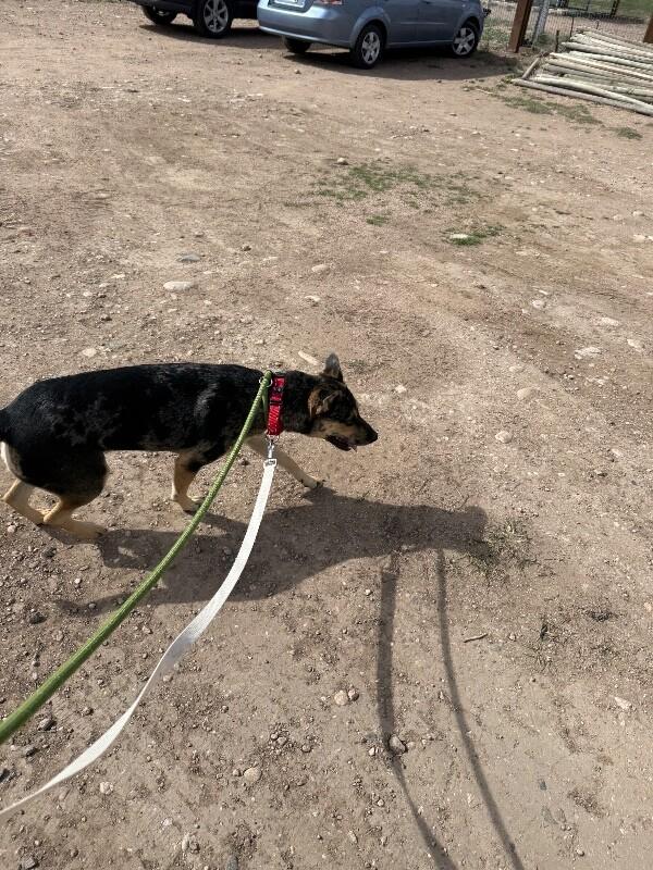 Enlarge Bindi, a Adoptable mixed breed in Fort Collins, CO image 3/6