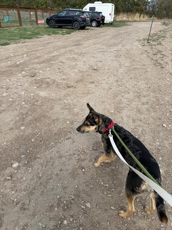 Enlarge Bindi, a Adoptable mixed breed in Fort Collins, CO image 4/6