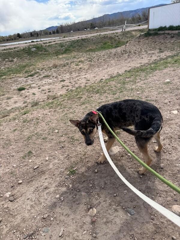 Enlarge Bindi, a Adoptable mixed breed in Fort Collins, CO image 5/6