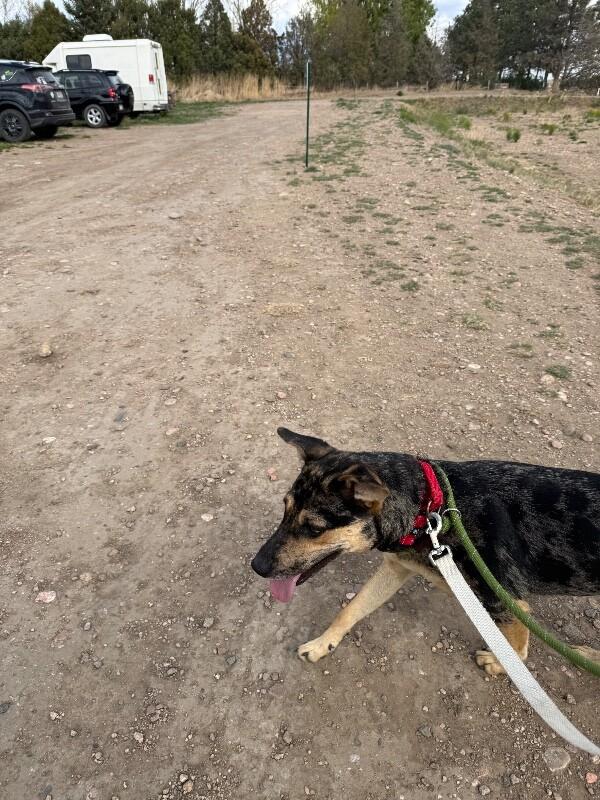 Enlarge Bindi, a Adoptable mixed breed in Fort Collins, CO image 6/6