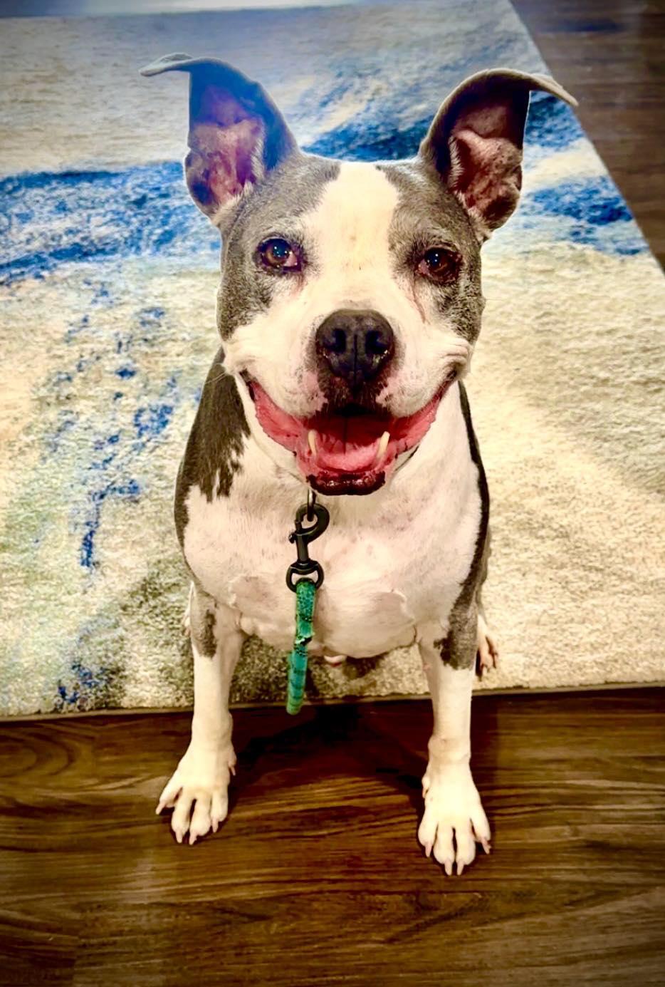 Loki, a Adoptable Pit Bull Terrier in Effingham, IL image 2/5