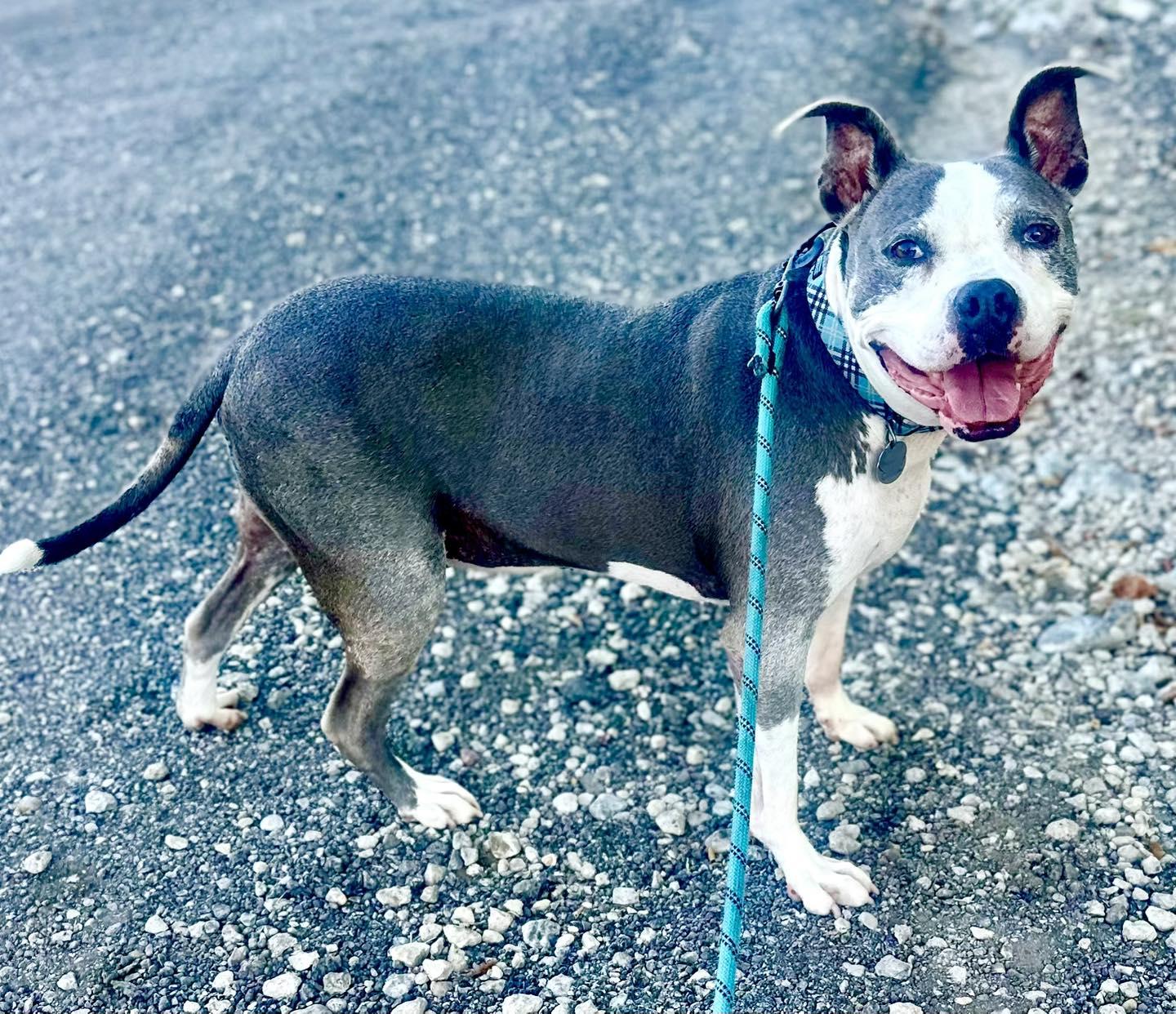 Loki, a Adoptable Pit Bull Terrier in Effingham, IL image 5/5