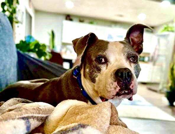 Loki, a Adoptable Pit Bull Terrier in Effingham, IL image 3/5