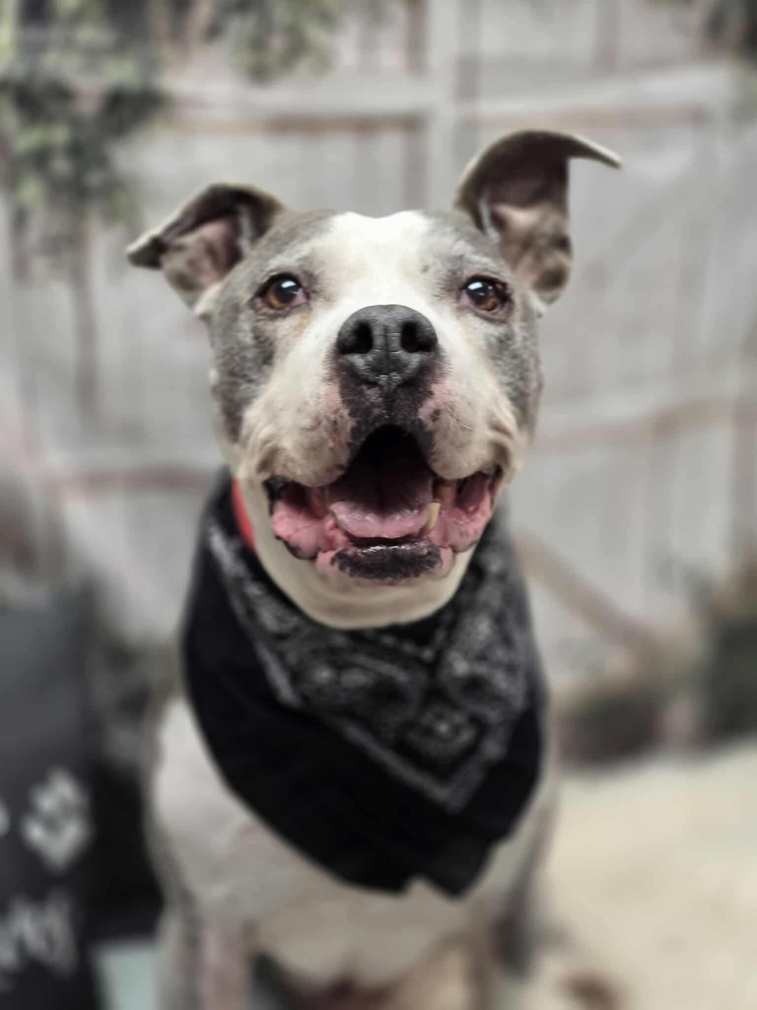 Loki, a Adoptable Pit Bull Terrier in Effingham, IL image 6/6