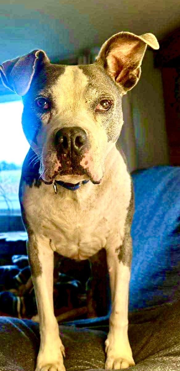 Loki, a Adoptable Pit Bull Terrier in Effingham, IL image 4/5