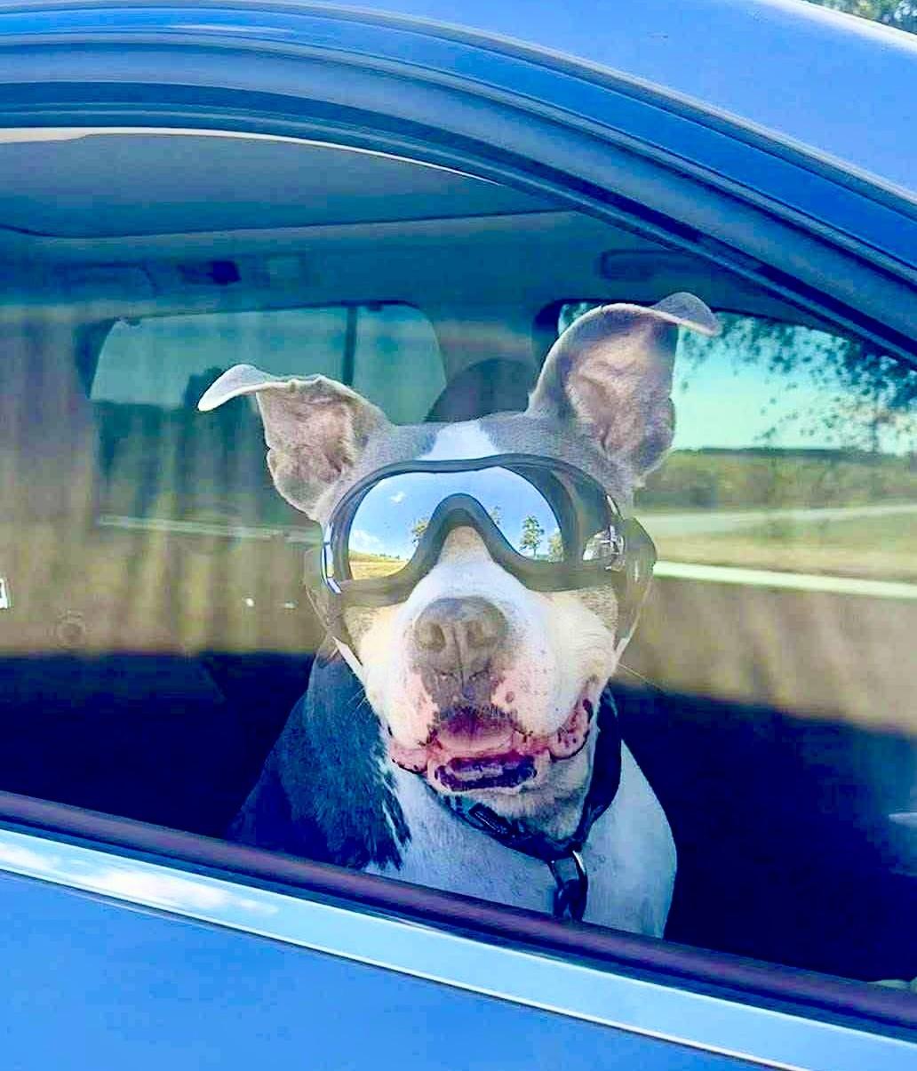 Loki, Adoptable, Senior Male Pit Bull Terrier.