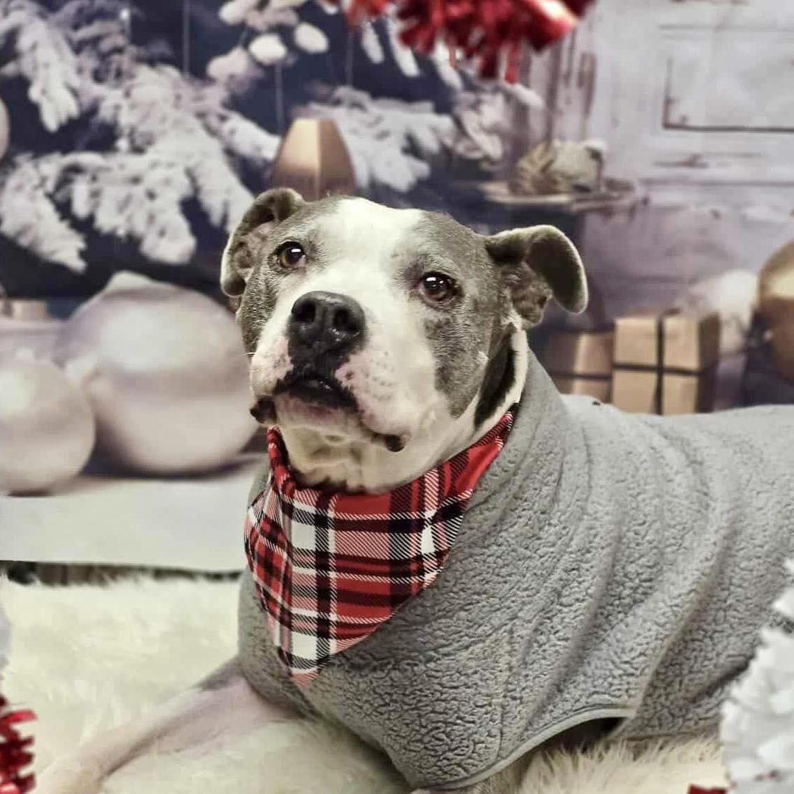 Loki, Adoptable, Senior Male Pit Bull Terrier.