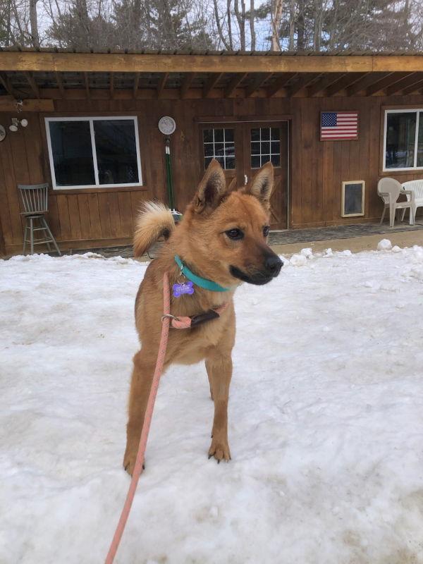 Dutchess, Adoptable, Young Female Spitz & Shiba Inu.