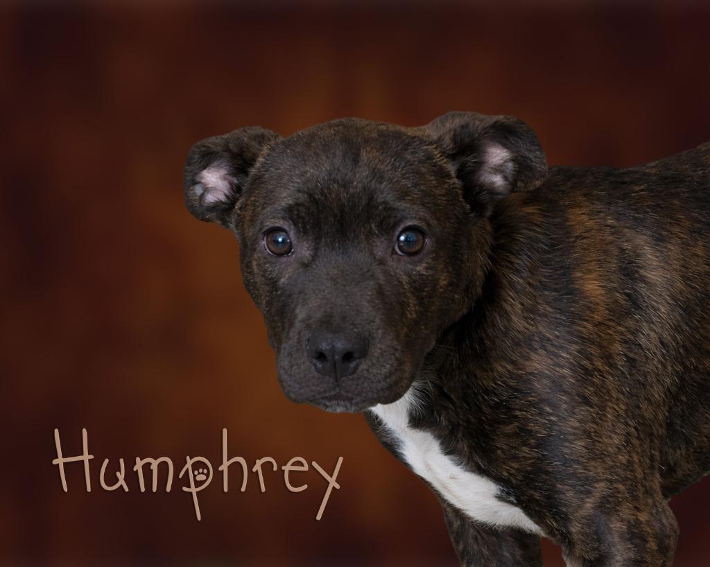 Humphrey