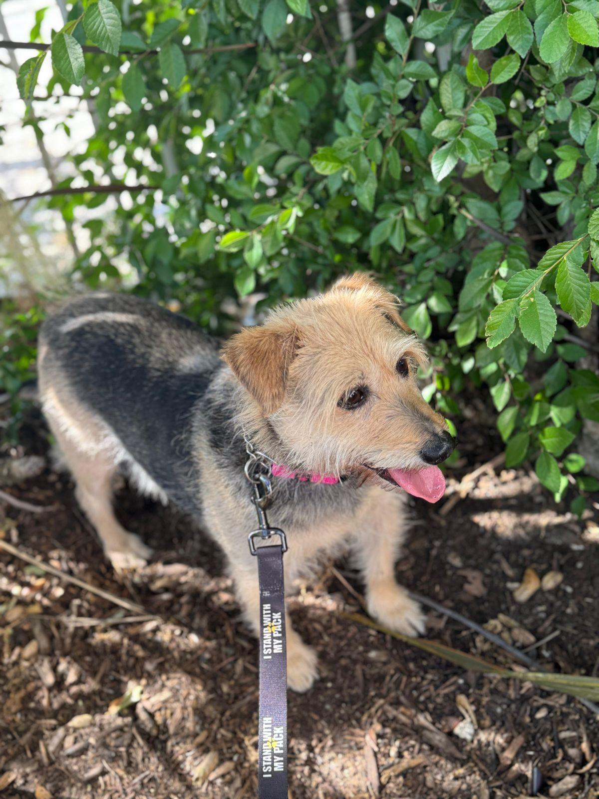 Enlarge Winston, a ADOPTABLE Jack Russell Terrier in Los Angeles, CA image 4/4