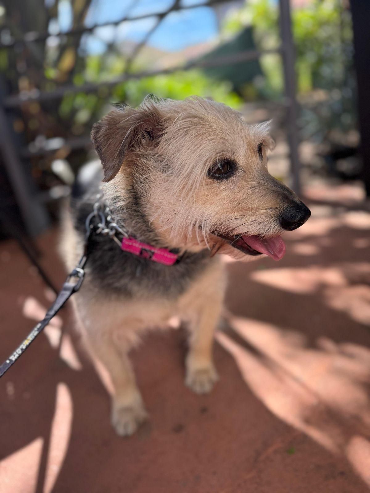 Enlarge Winston, a ADOPTABLE Jack Russell Terrier in Los Angeles, CA image 3/4
