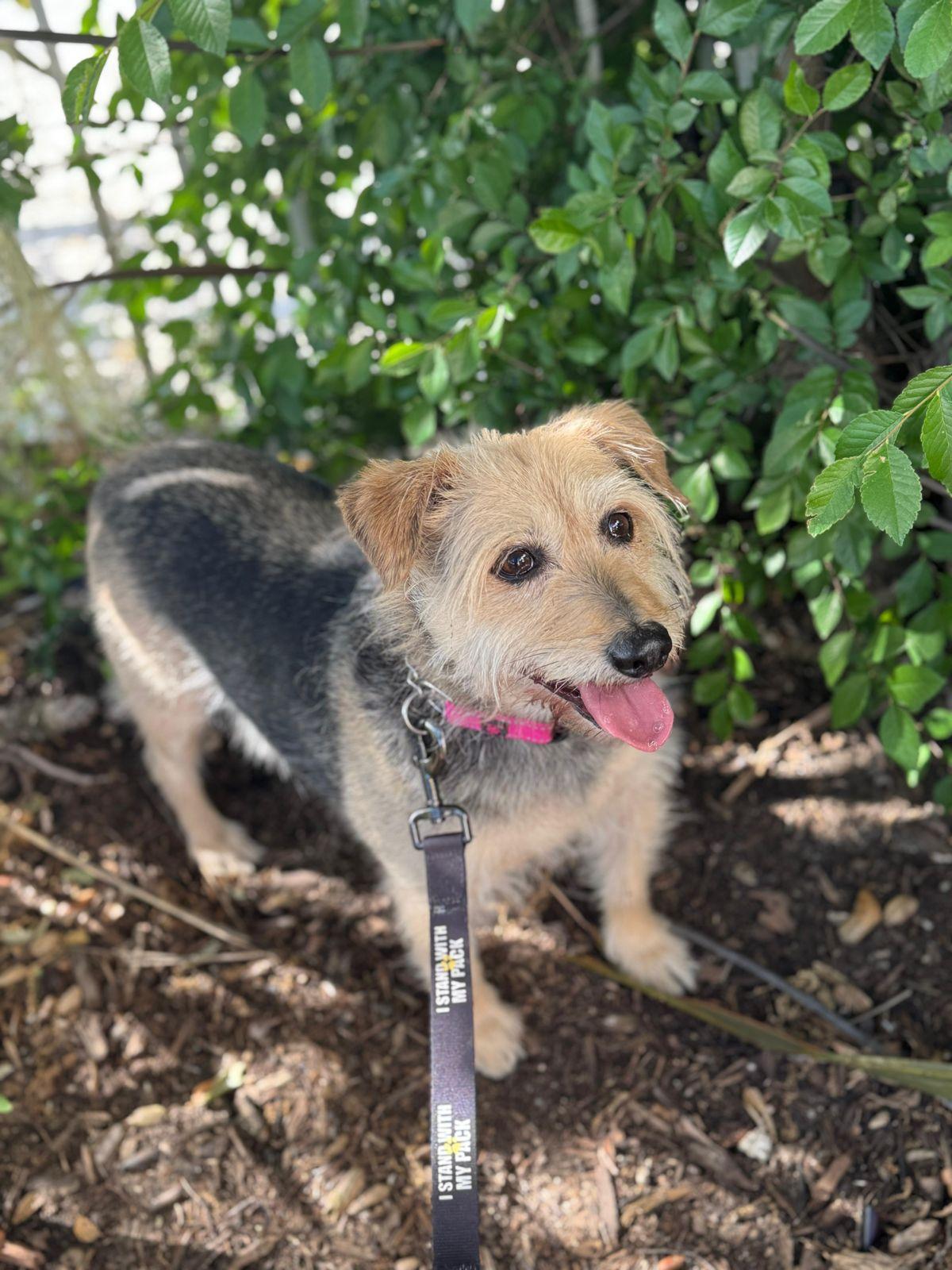Winston, ADOPTABLE, Adult Male Jack Russell Terrier.