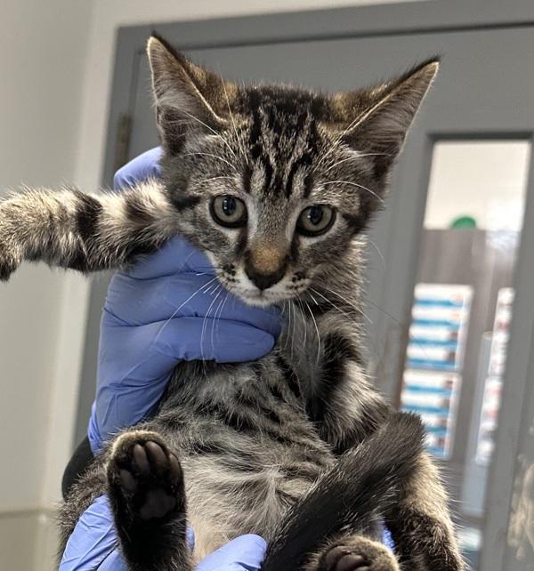 Echo, Adoptable, Young Male Domestic Short Hair.