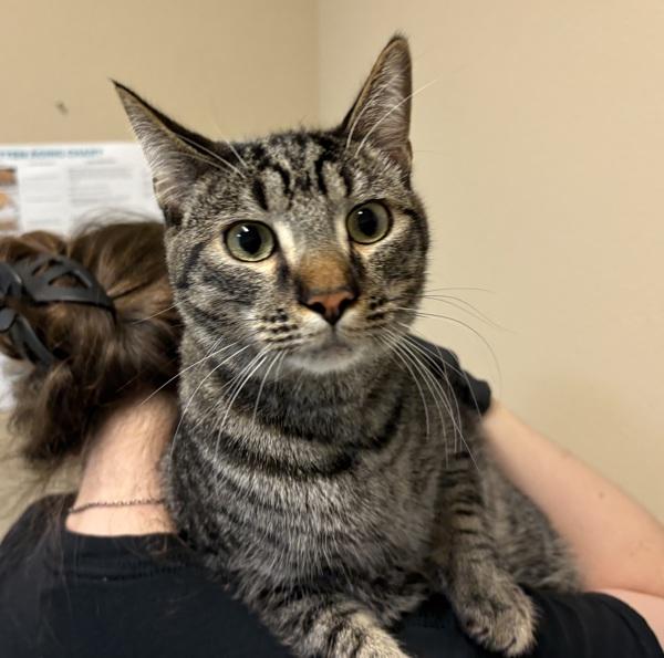 Echo, a Adoptable mixed breed in Oceanside, CA image 3/3